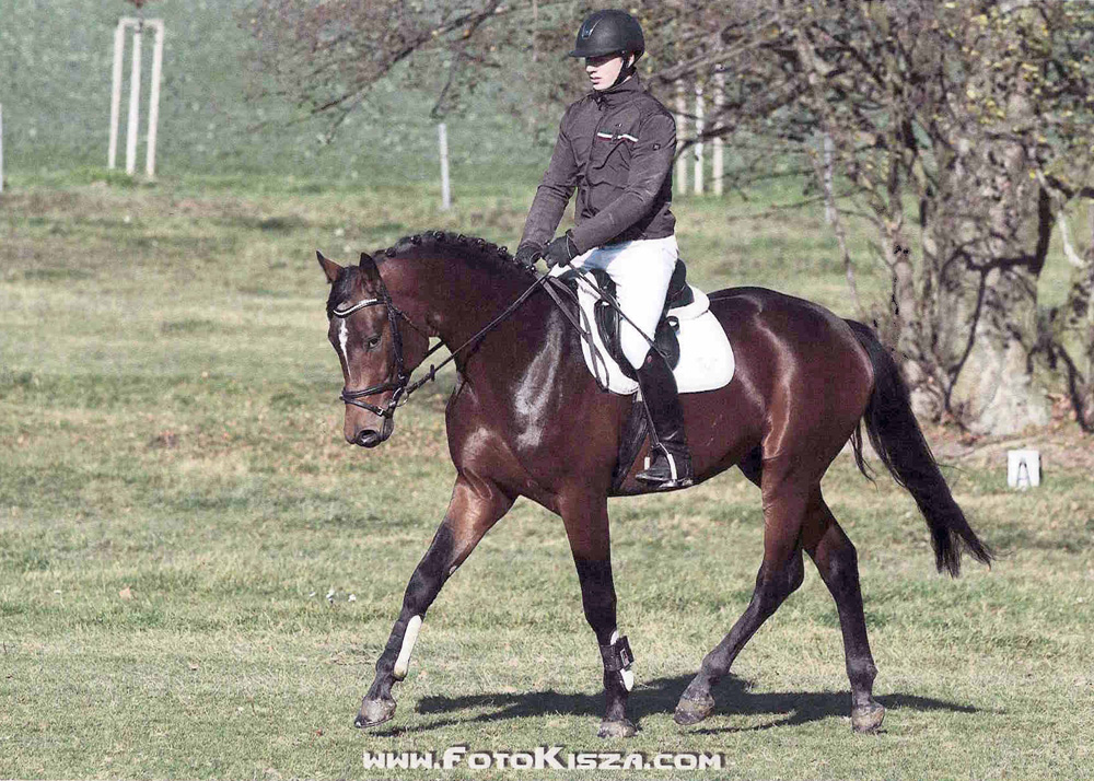 Hengst Schralling
